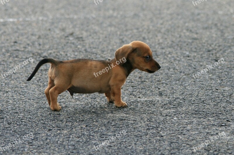 Puppy Dog Sausage Brown Tiny