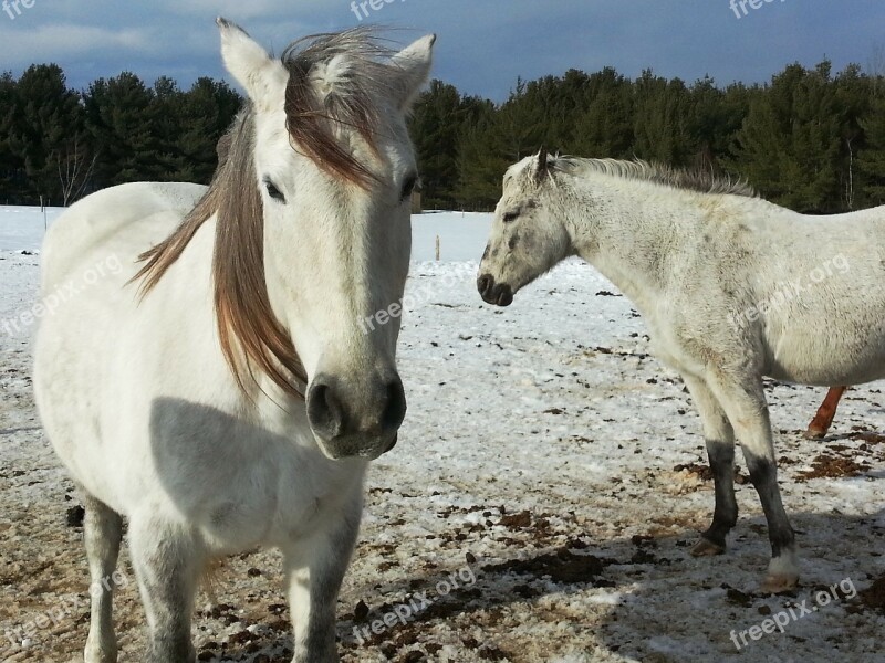 Horse Horses Horseback Snow Winter