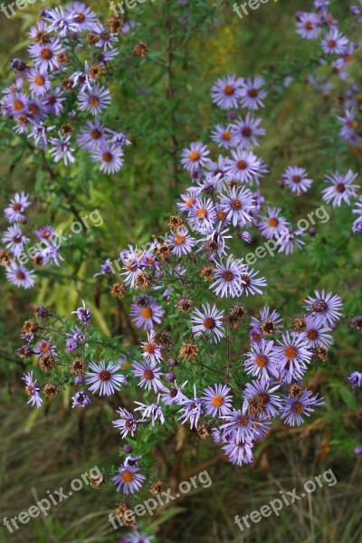 Fall Autumn Purple Flowers Asters