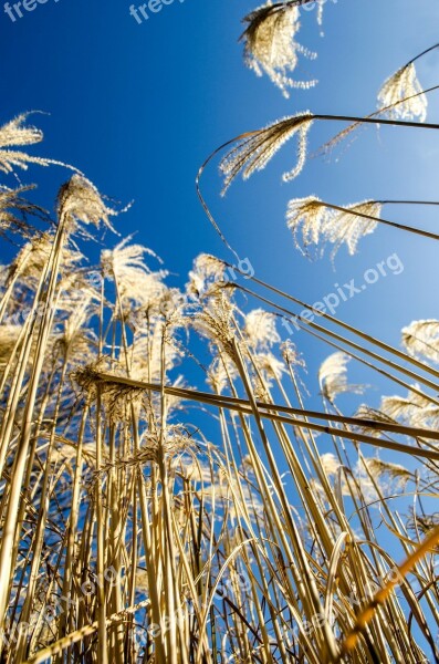 Plant Blue Sky Botanic Floral