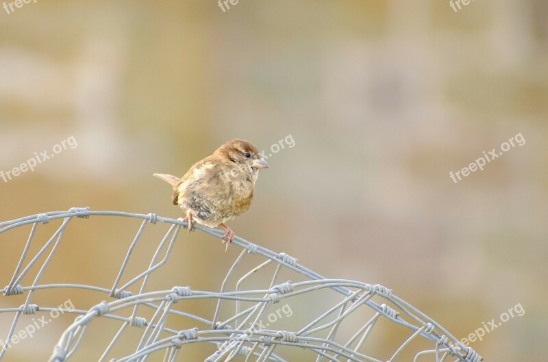 Bird Animals Animal Feather Aviator