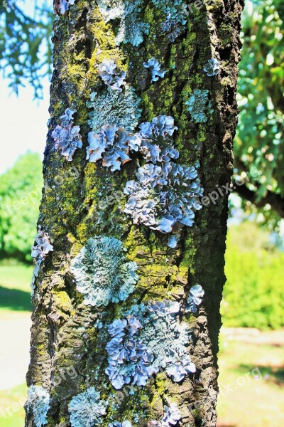 Tree Trunk Lichen Curly Symbiosis