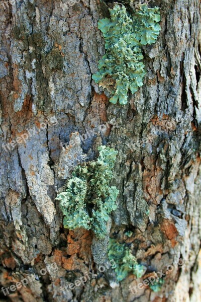 Tree Trunk Lichen Curly Green