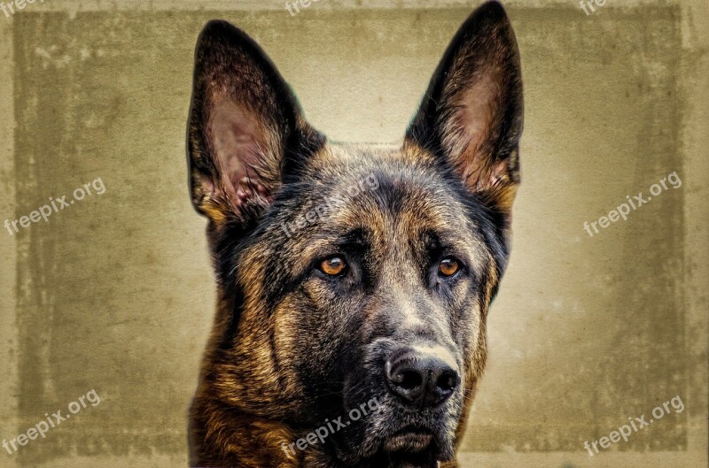 Dog Face Animal German Alsatian