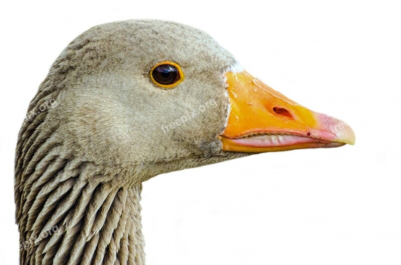 Greylag Isolated Pets Neck Agriculture