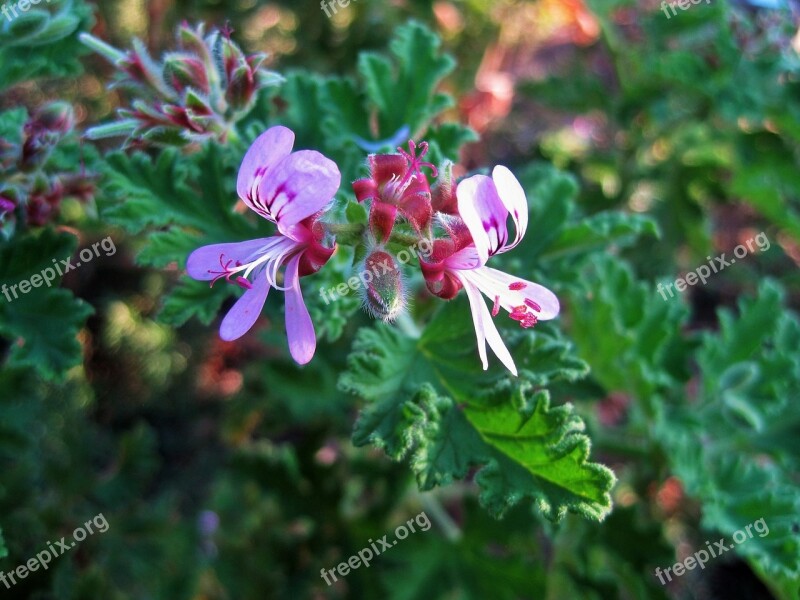 Flower Floret Small Delicate Lavender-pink