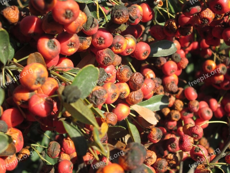 Bush Plant Nature Vegetation Red