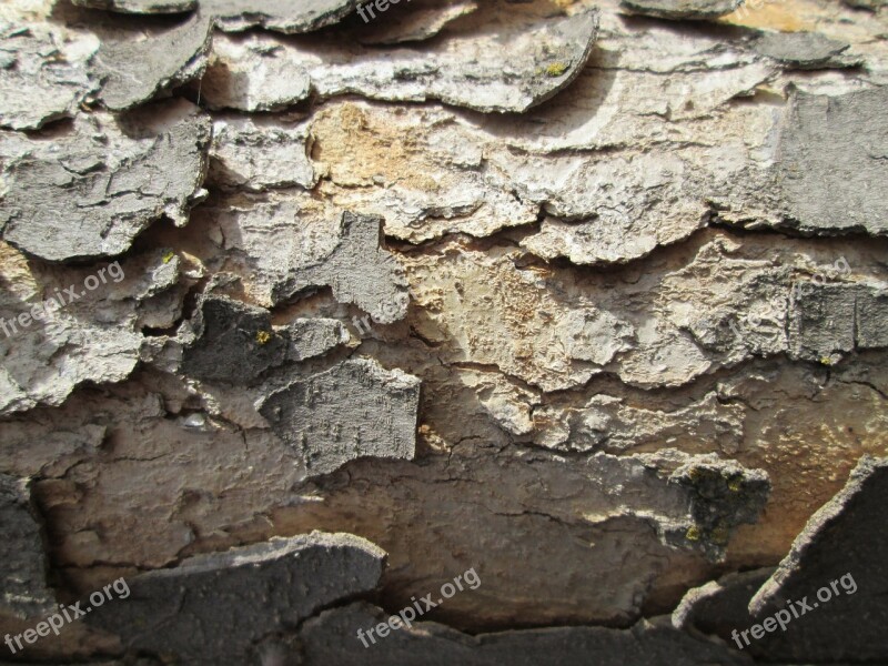 Tree Bark Bark Tree Texture Nature