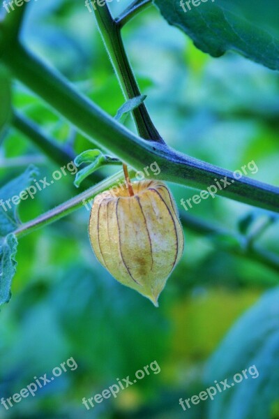 Fruit Ripe Cape Gooseberry Cape Bleached