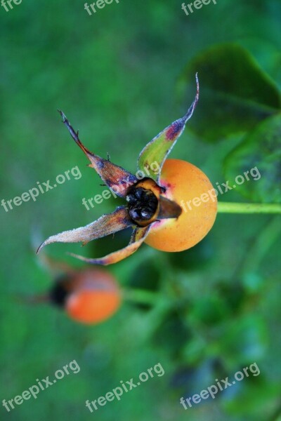 Rose Hip Hip Wild Brier Rose Orange