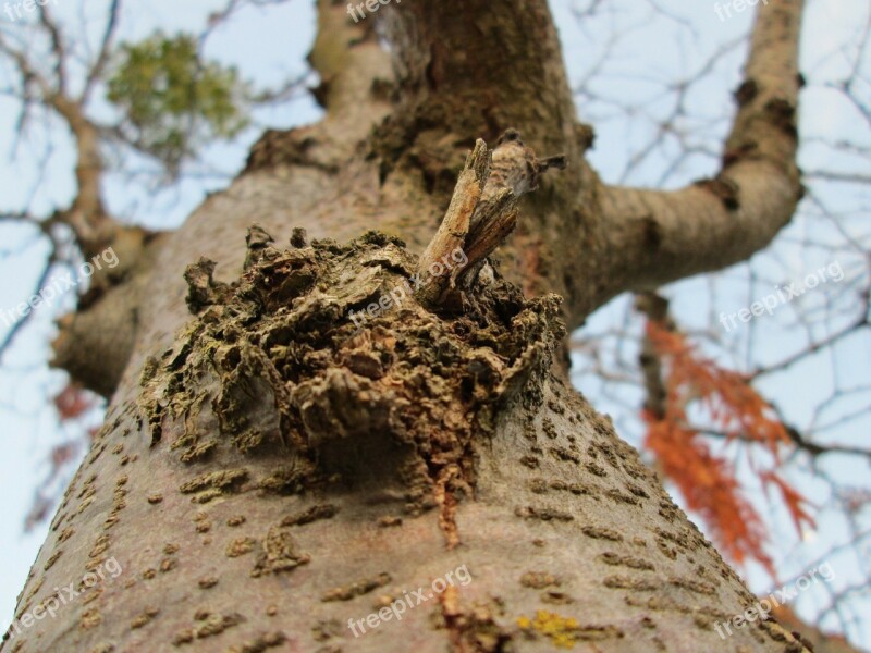 Macro Wood Tree Plant Vegetation