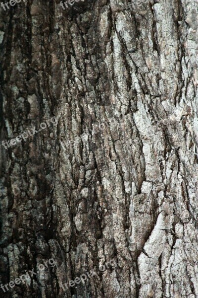 Tree Bark Texture Tree Woody Texture Background