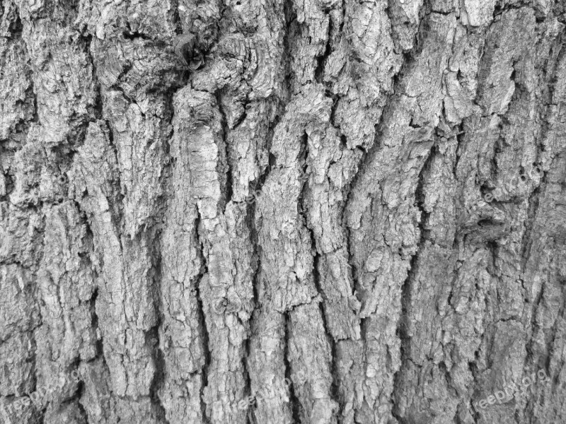 Tree Bark Bark Tree Texture Nature