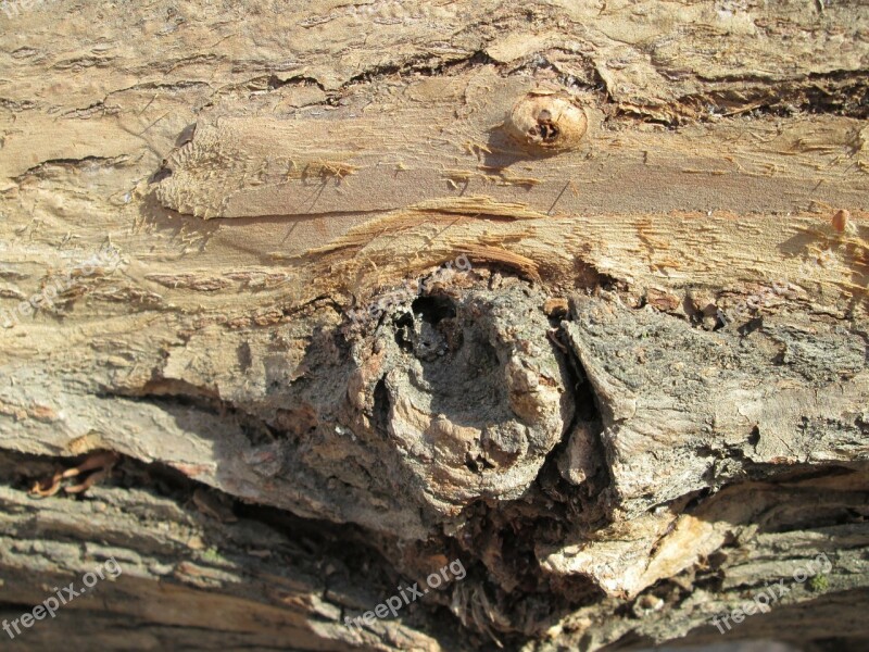 Macro Wood Tree Plant Vegetation