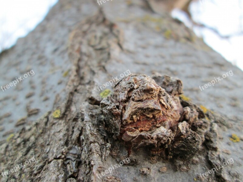 Macro Wood Tree Plant Vegetation