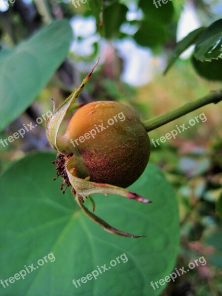 Rose Hip Hip Wild Brier Rose Orange