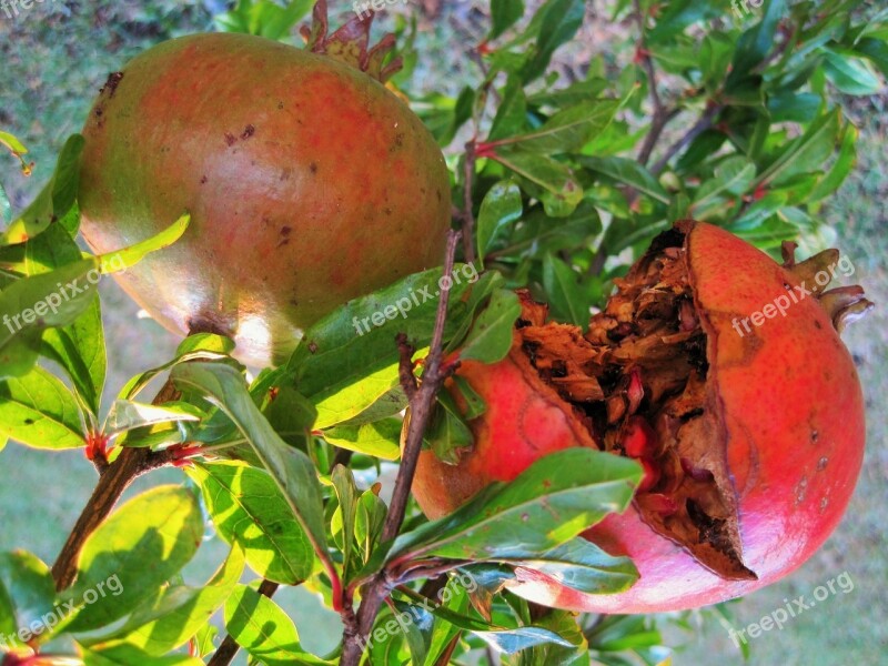 Fruit Pomegranate Round Burst Pips