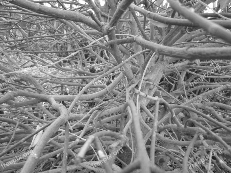 Bush Plant Perspective Angle Nature