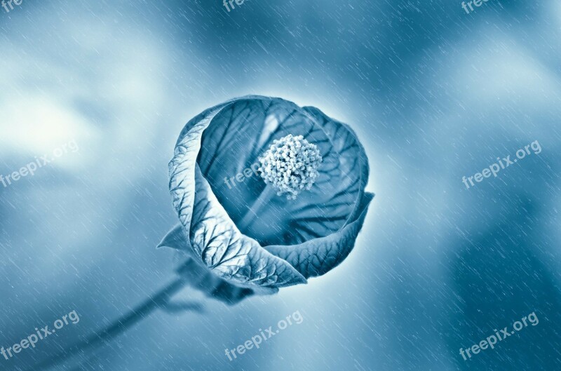 Flower Rain Wet Drops Droplet