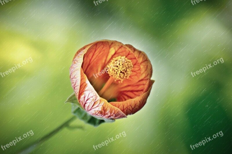 Flower Rain Wet Drops Droplet