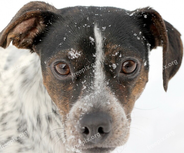 Dog Portrait Black White Snow