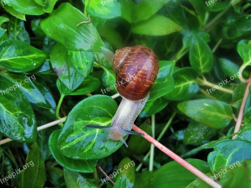 Snail Garden Common Shell Brown