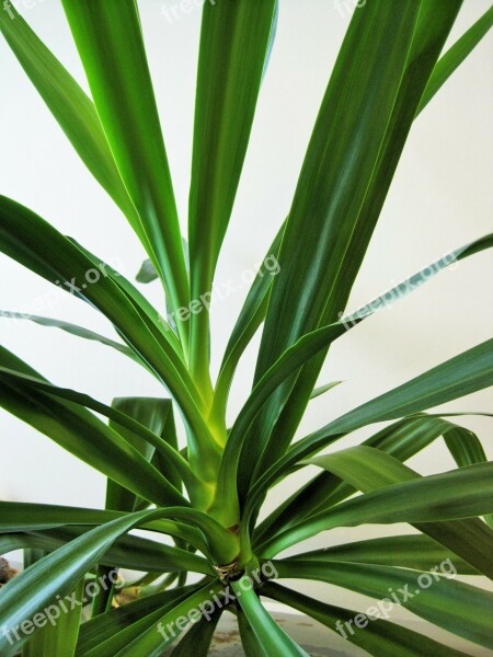 Plant Yucca Potted Indoors Leaves