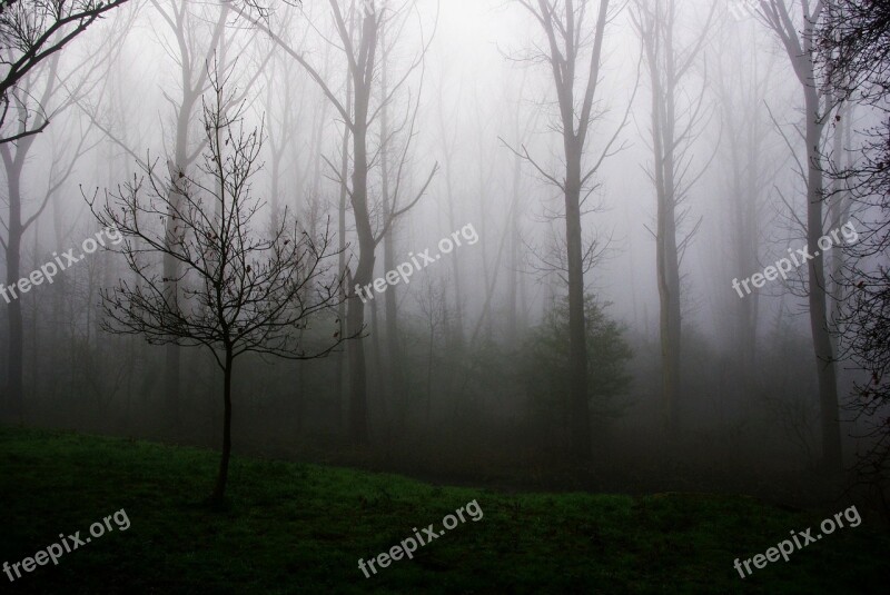 Young Tree Fog Mist Morning Wood