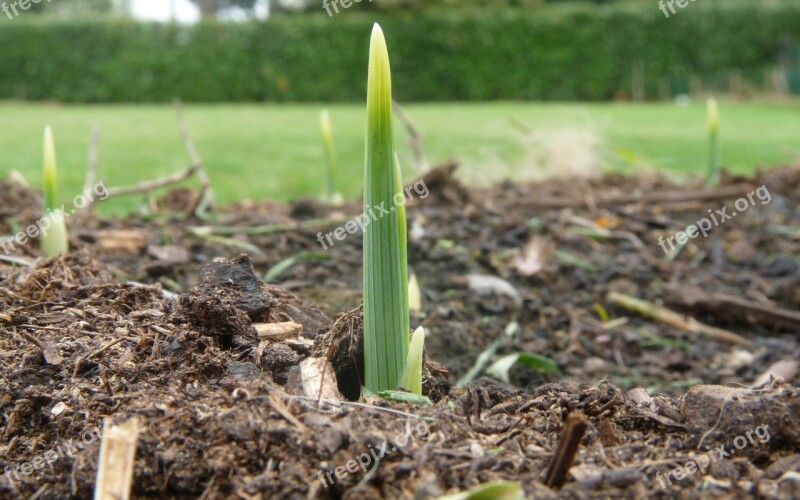 Grow Sprout Growing Plant Crop