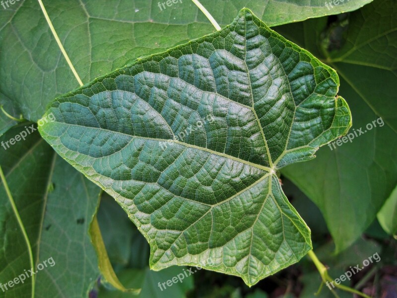 Leaf Green Veins Patterned Fine