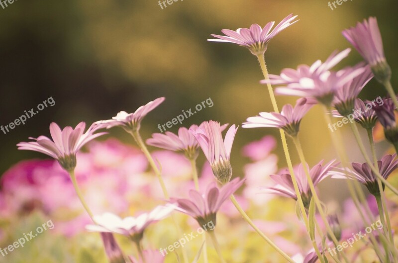 Flower Summer Spring Pink Gardening