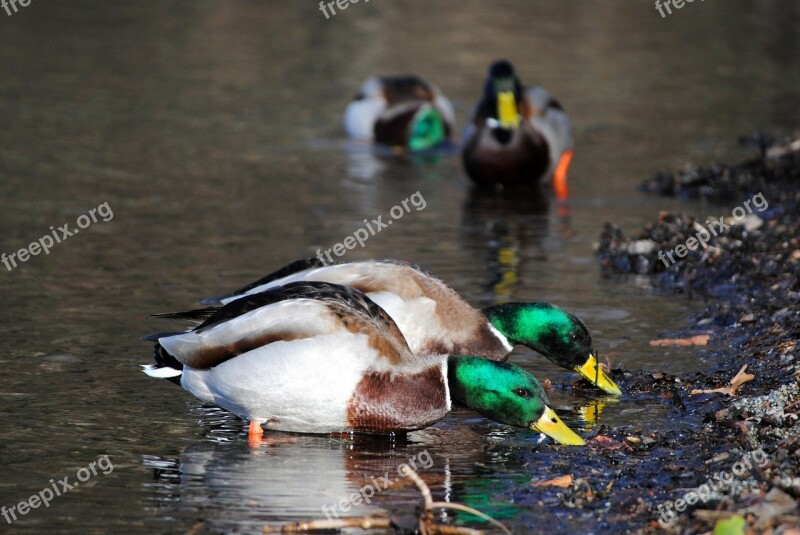 Duck Water Lake Nature Bird