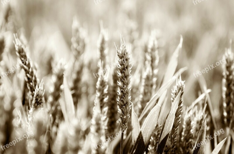 Abundance Agriculture Barley Bread Cereal