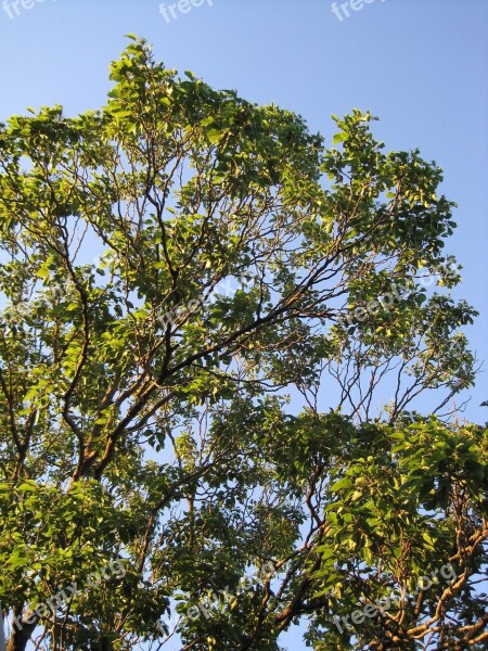 Tree Tall Foliage Leaves Green