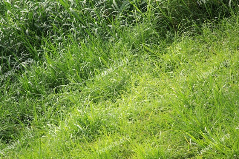 Green Leaves Leaves Pattern Green Leaf