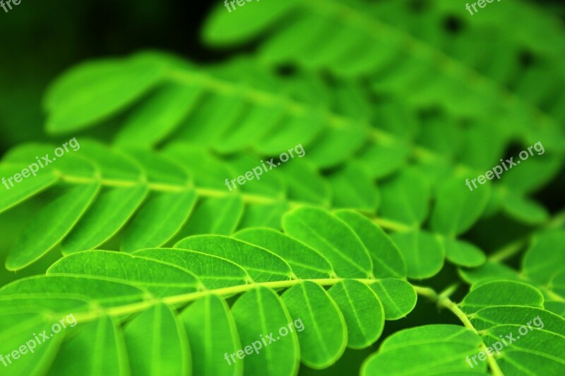 Leaves Oblong Leaves Round Leaves Green Leaves Background