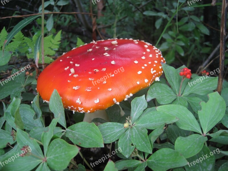 Amanita Muscaria Mushroom Red Poison