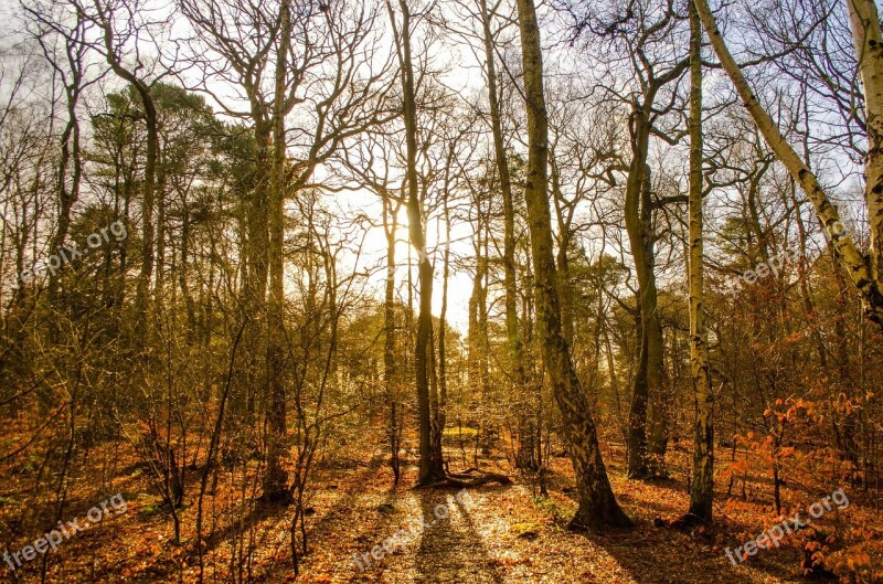 Forest Growth Hiking Without Leaf Lumber