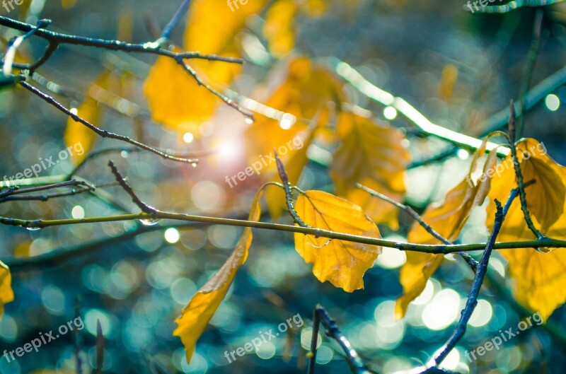 Leaf Yellow Sunshine Sun Color