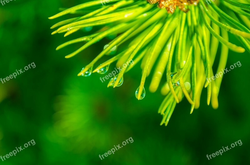 Autumn Backgrounds Beautiful Branch Bright