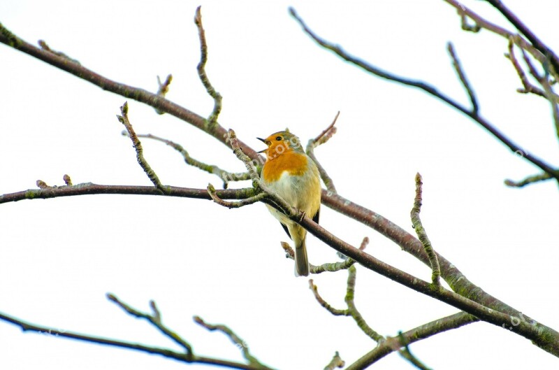 Animal Bird Branch Close Cold