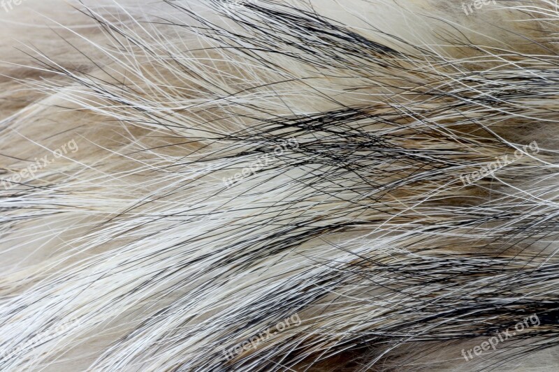 Fur Soft Texture Background Abstract