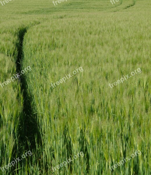 Cat Hide Hiding Hidden Field