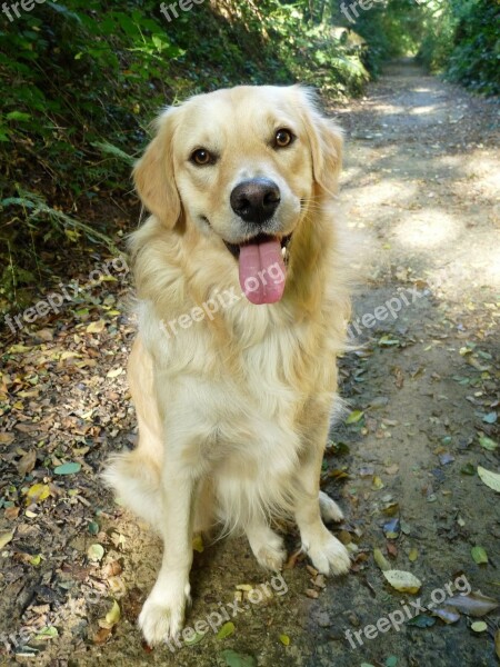 Golden Retriever Young Puppy Resting