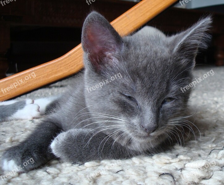 Grey Gray Kitten Cat Young