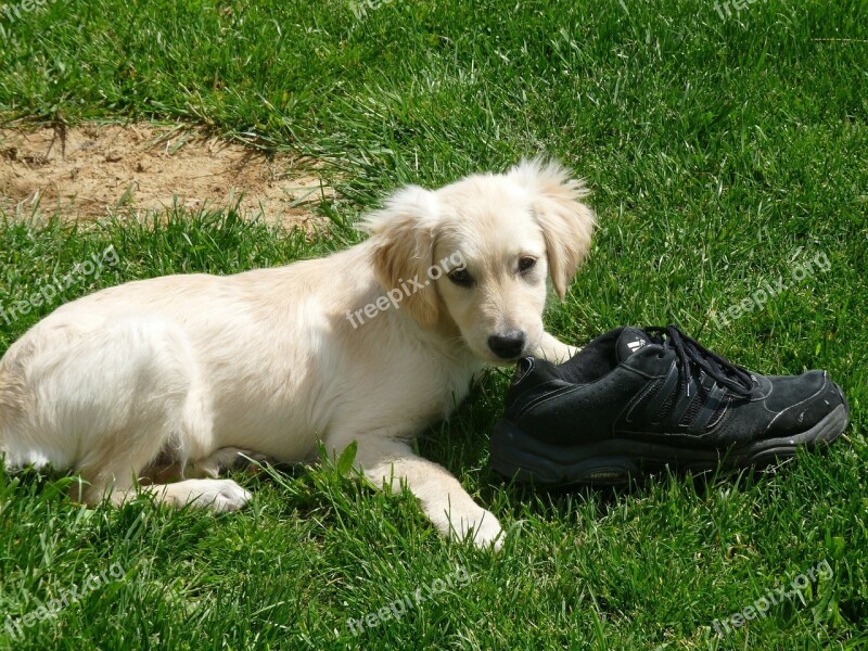 Puppy Shoe Playing Golden Retriever