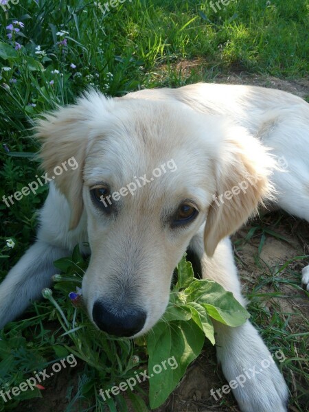 Puppy Golden Retriever Baby Dog