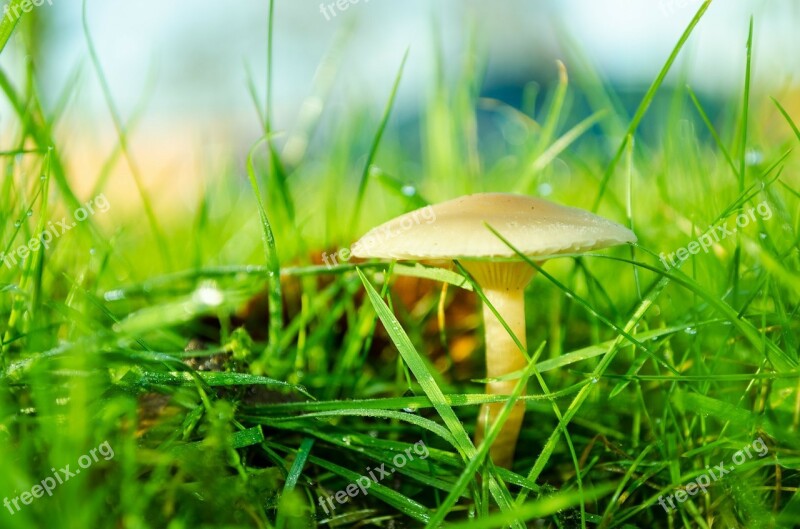 Brown Day Fungi Fungus Grass