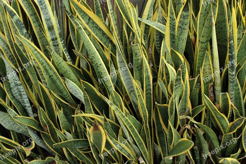 Leaves Green Long Leaves Green Long Leaves Sharp Leaves