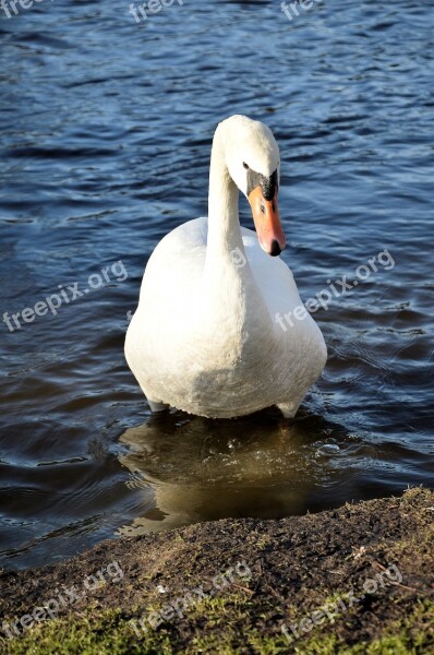 Swan Animal Bird Proud White